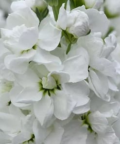 Şebboy Tohumu ( Kokulu Çok Uzun Boylu ) - Beyaz Renkli - 10 Tohum