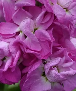 Şebboy Tohumu ( Kokulu Çok Uzun Boylu ) - Gül Renkli - 10 Tohum