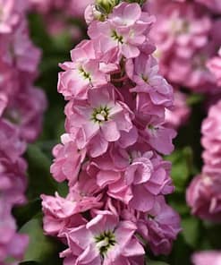 Şebboy Tohumu ( Kokulu Çok Uzun Boylu ) - Kırmızı Renkli - 10 Tohum