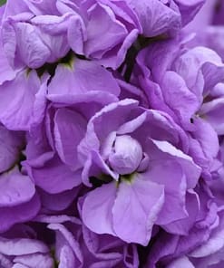 Şebboy Tohumu ( Kokulu Çok Uzun Boylu ) - Lavanta Renkli - 10 Tohum