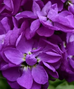 Şebboy Tohumu ( Kokulu Çok Uzun Boylu ) - Mavi Renkli - 10 Tohum