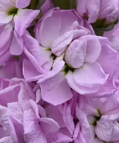 Şebboy Tohumu ( Kokulu Çok Uzun Boylu ) - Pembe Renkli - 10 Tohum