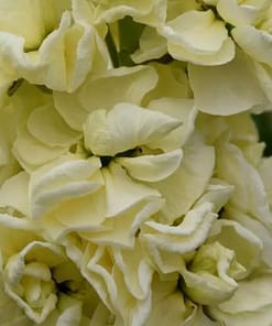 Şebboy Tohumu ( Kokulu Çok Uzun Boylu ) - Sarı Renkli - 10 Tohum