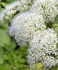 Trakelyum Tohumu ( Uzun boylu Kesmelik ) - Beyaz Renkli - 5 Tohum