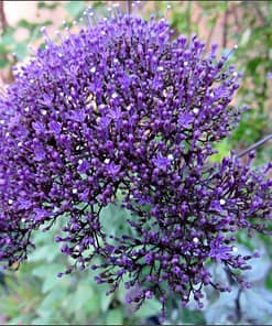 Trakelyum Tohumu ( Uzun boylu Kesmelik ) - Mor Renkli - 5 Tohum