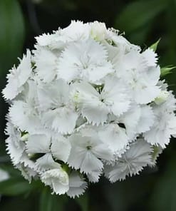 Karanfil Tohumu ( Çok Uzun ve Tek Kat Çiçek ) - Beyaz Renkli - 5 Tohum