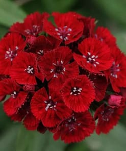 Karanfil Tohumu ( Çok Uzun ve Tek Kat Çiçek ) - Kırmızı Renkli - 5 Tohum