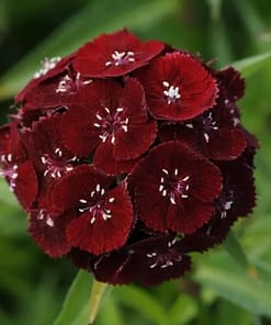 Karanfil Tohumu ( Çok Uzun ve Tek Kat Çiçek ) - Koyu Kırmızı Renkli - 5 Tohum