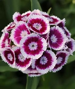 Karanfil Tohumu ( Çok Uzun ve Tek Kat Çiçek ) - Mor Beyaz Renkli - 5 Tohum