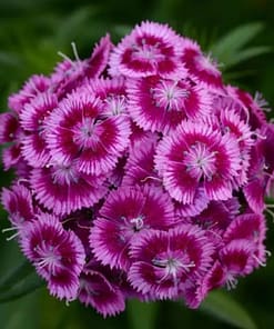 Karanfil Tohumu ( Çok Uzun ve Tek Kat Çiçek ) - Mor Kırmızı Renkli - 5 Tohum