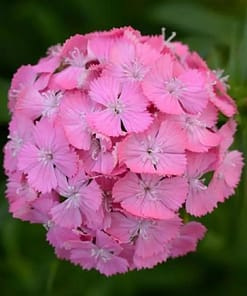 Karanfil Tohumu ( Çok Uzun ve Tek Kat Çiçek ) - Pembe Renkli - 5 Tohum