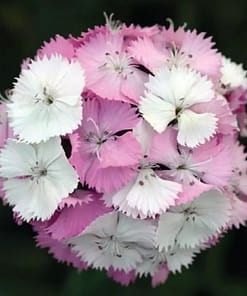 Karanfil Tohumu ( Çok Uzun ve Tek Kat Çiçek ) - Pembe Beyaz Renkli - 5 Tohum