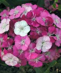 Karanfil Tohumu ( Çok Uzun ve Tek Kat Çiçek ) - Kırmızı Pembe Beyaz Renkli - 5 Tohum