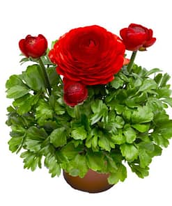 Şakayık Tohumu ( Kalıcı ve Katlı Çiçek ) - Kırmızı Renkli - 5 Tohum