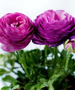 Şakayık Tohumu ( Kalıcı ve Katlı Çiçek ) - Mor Renkli - 5 Tohum