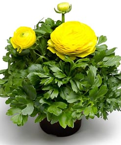 Şakayık Tohumu ( Kalıcı ve Katlı Çiçek ) - Sarı Renkli - 5 Tohum