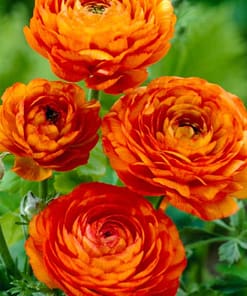 Şakayık Tohumu ( Kalıcı ve Katlı Çiçek ) - Turuncu Renkli - 5 Tohum