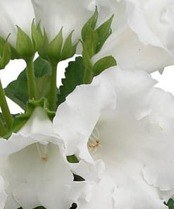 Bardak Menekşesi Tohumu ( Katmerli Büyük Çiçek ) Beyaz Renkli - 5 Tohum