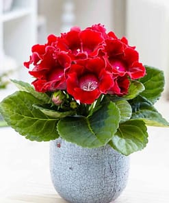 Bardak Menekşesi Tohumu ( Katmerli Büyük Çiçek ) Kırmızı Renkli - 5 Tohum