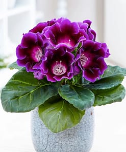 Bardak Menekşesi Tohumu ( Katmerli Büyük Çiçek ) Mor Renkli - 5 Tohum