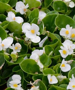 Şeker Begonya Tohumu Banga - Beyaz Renkli ( 20 Tohum )