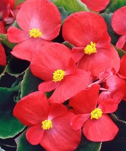 Şeker Begonya Tohumu Banga - Kırmızı Renkli ( 20 Tohum )