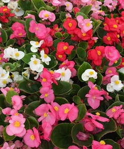 Şeker Begonya Tohumu Banga - Karışık Renkli ( 20 Tohum )