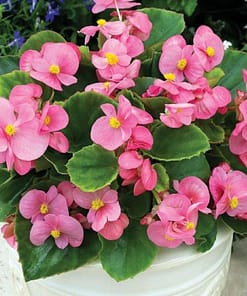 Şeker Begonya Tohumu Banga - Pembe Renkli ( 20 Tohum )