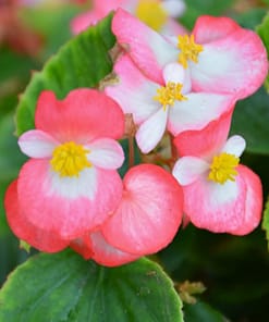 Şeker Begonya Tohumu Banga - Pembe Beyaz Renkli ( 20 Tohum )