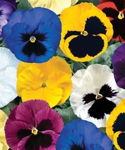 Hercai Menekşe Tohumu Katlı - Karışık Renkli ( 10 Tohum )