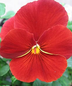 Hercai Menekşe Tohumu Katlı - Kırmızı Renkli ( 10 Tohum )