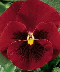 Hercai Menekşe Tohumu Katlı - Kırmızı Siyah Renkli ( 10 Tohum )