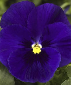 Hercai Menekşe Tohumu Katlı - Mavi Renkli ( 10 Tohum )