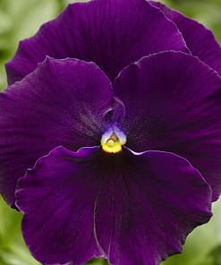 Hercai Menekşe Tohumu Katlı - Mor Renkli ( 10 Tohum )