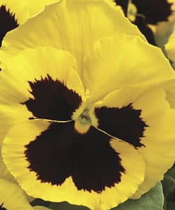 Hercai Menekşe Tohumu Katlı - Sarı Siyah Renkli ( 10 Tohum )