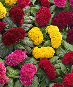 Horoz İbiği Balta Tohumu Japon - Karışık Renkli ( 20 Tohum )