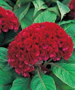 Horoz İbiği Balta Tohumu Japon - Kırmızı Renkli ( 20 Tohum )