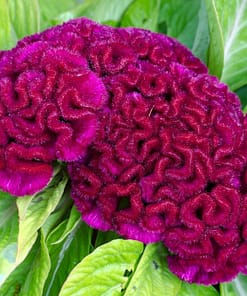 Horoz İbiği Balta Tohumu Japon - Mor Renkli ( 20 Tohum )