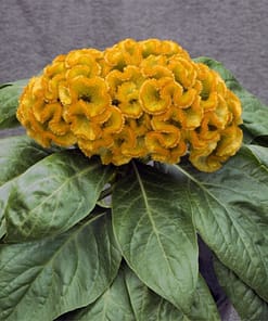 Horoz İbiği Balta Tohumu Japon - Sarı Renkli ( 20 Tohum )