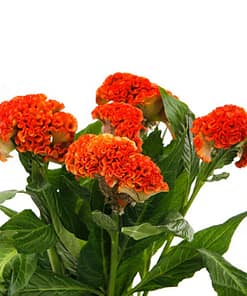 Horoz İbiği Balta Tohumu Japon - Turuncu Renkli ( 20 Tohum )