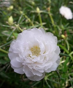 İpek Çiçeği Tohumu Duble Katlı - Beyaz Renkli ( 25 Tohum )