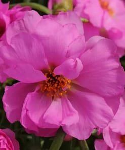 İpek Çiçeği Tohumu Duble Katlı - Fuşya Renkli ( 25 Tohum )