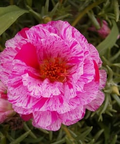 İpek Çiçeği Tohumu Duble Katlı - Kırçıllı Kırmızı Renkli ( 25 Tohum )