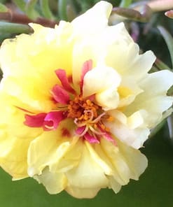 İpek Çiçeği Tohumu Duble Katlı - Sarı Renkli ( 25 Tohum )