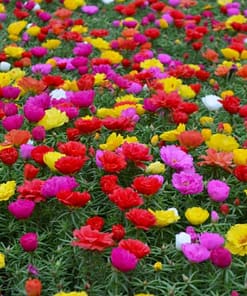 İpek Çiçeği Tohumu Duble Katlı - Karışık Renkli ( 25 Tohum )