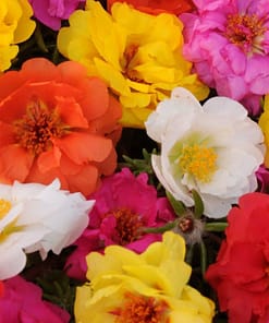 İpek Çiçeği Tohumu Duble Katlı - Tropik Karışık Renkli ( 25 Tohum )