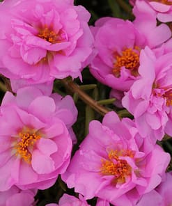 İpek Çiçeği Tohumu Duble Katlı - Koyu Pembe Renkli ( 25 Tohum )