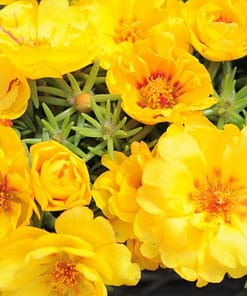 İpek Çiçeği Tohumu Duble Katlı - Koyu Sarı Renkli ( 25 Tohum )