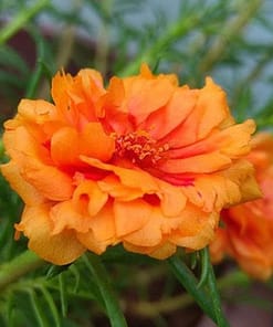 İpek Çiçeği Tohumu Duble Katlı - Turuncu Renkli ( 25 Tohum )