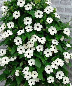 Kara Gözlü Suzan Çiçeği Tohumu - Beyaz Renkli ( 5 Tohum )